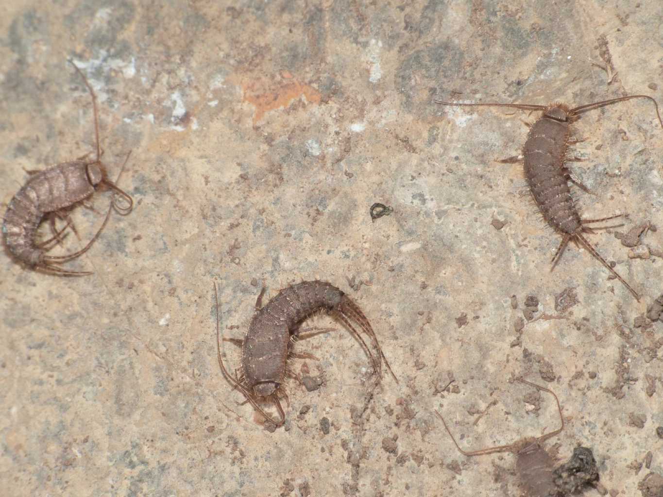 Lepismatidae